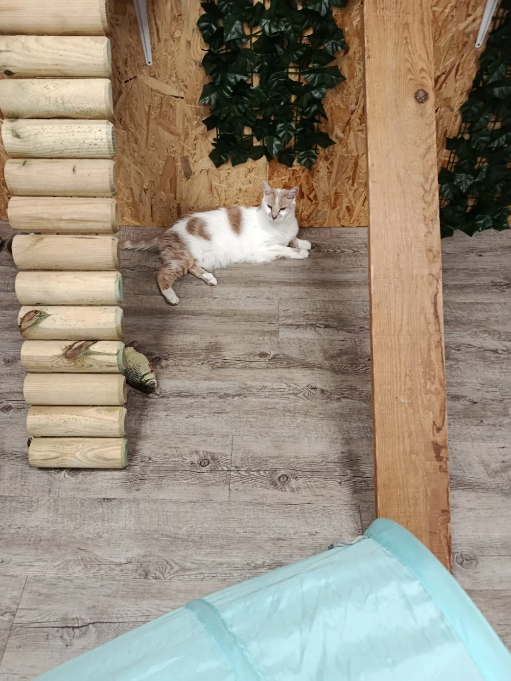 CatHouse Pension pour chats - Isère pet otel görseli 3
