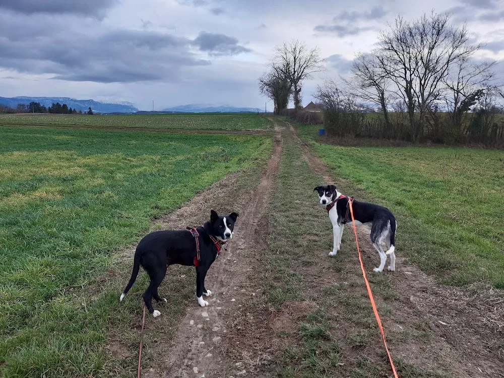 DEC Pension Canine - Isère pet otel görseli 6