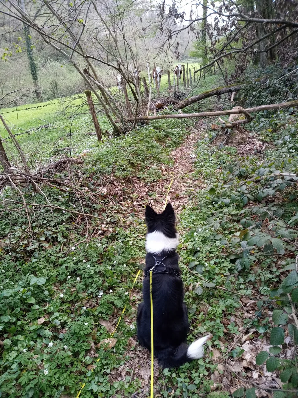 DEC Pension Canine - Isère pet otel görseli 7