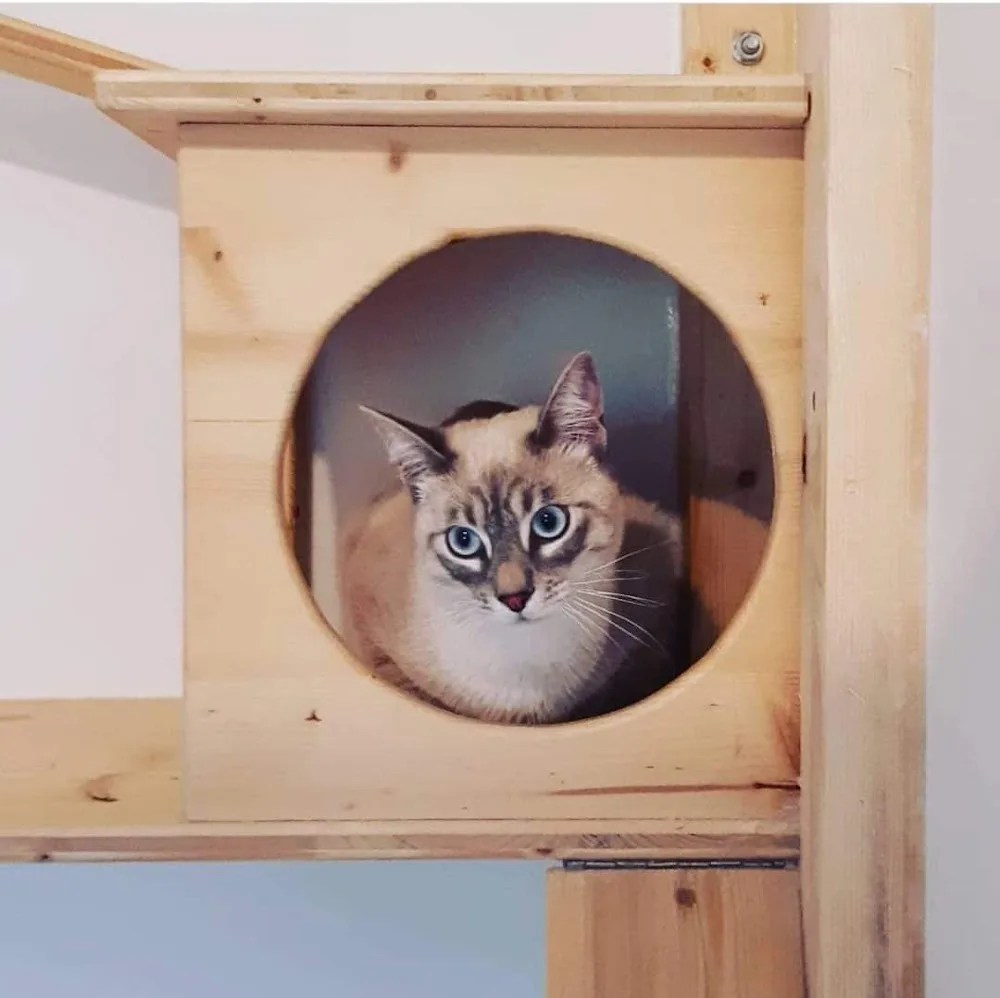 La meute de Kira - Pension/Cat-sitter/Comportementaliste félin - Isère pet otel