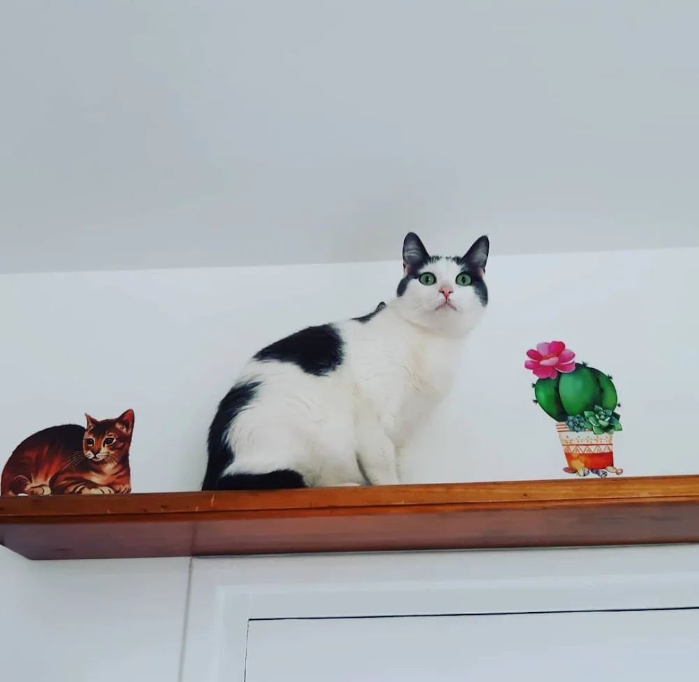 La meute de Kira - Pension/Cat-sitter/Comportementaliste félin - Isère pet otel görseli 3