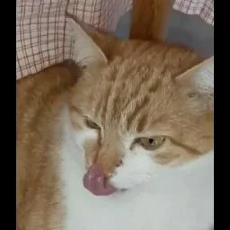 Le petit monde du chat - Isère pet otel görseli 4
