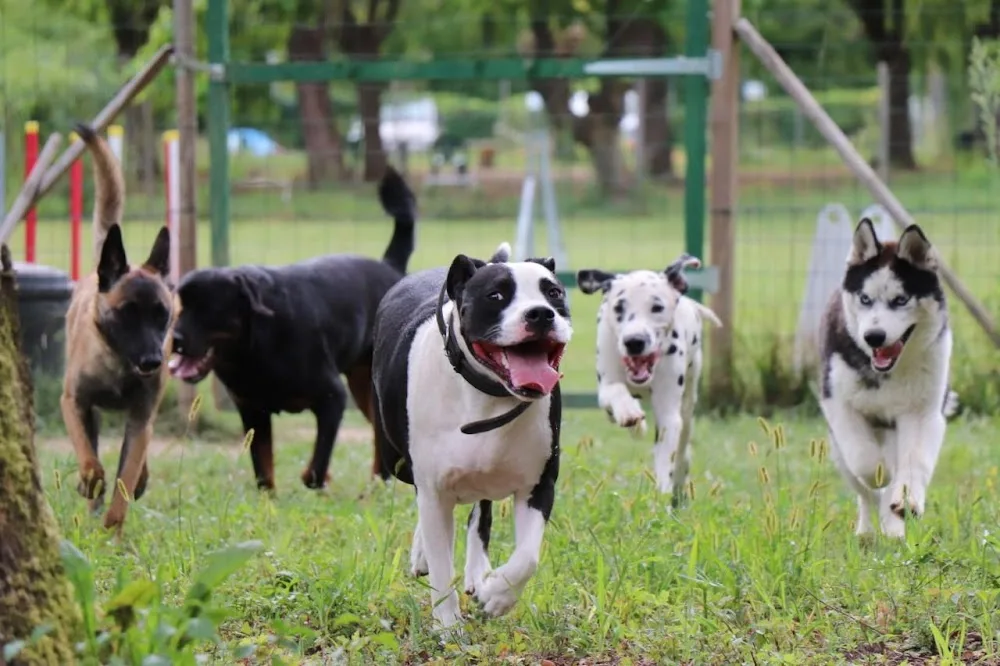 L'isle Aux Chiens - Pension canine & éducation (Isère) - Isère pet otel