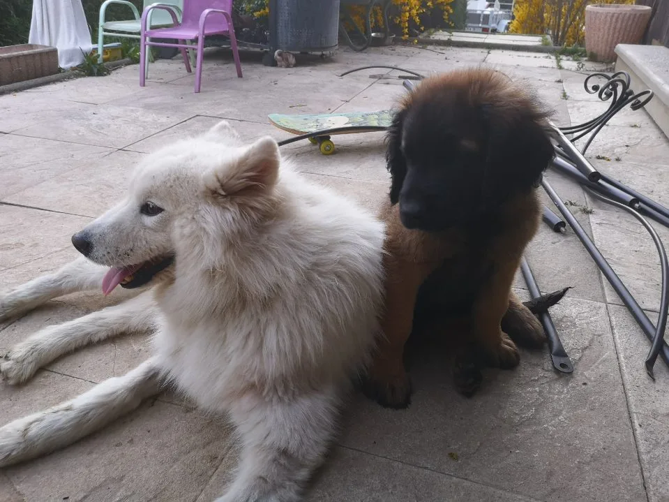 Pension canine d'Aoste - Isère pet otel görseli 7