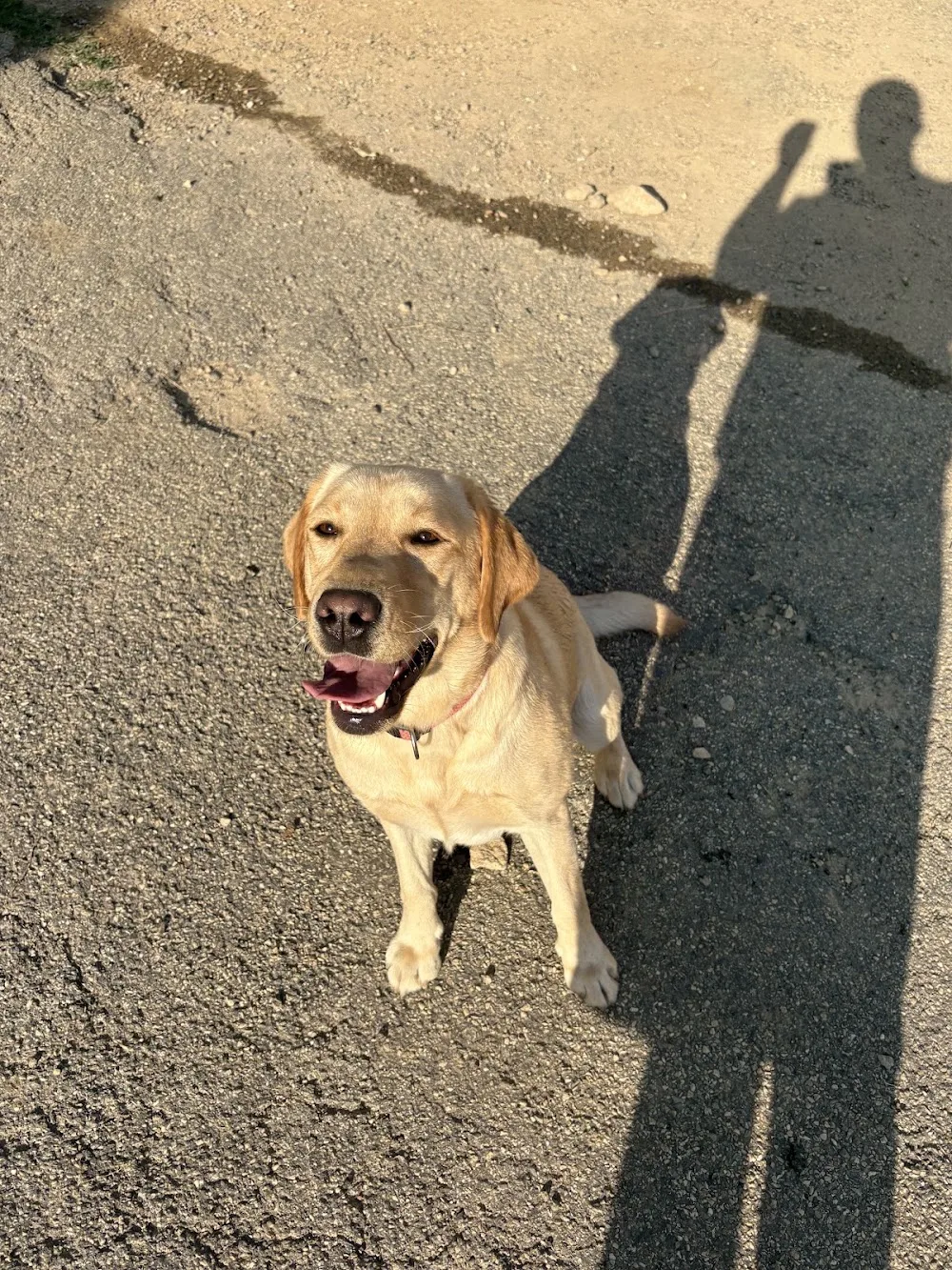 Pension canine de la forêt d'iguacu - Isère pet otel görseli 2