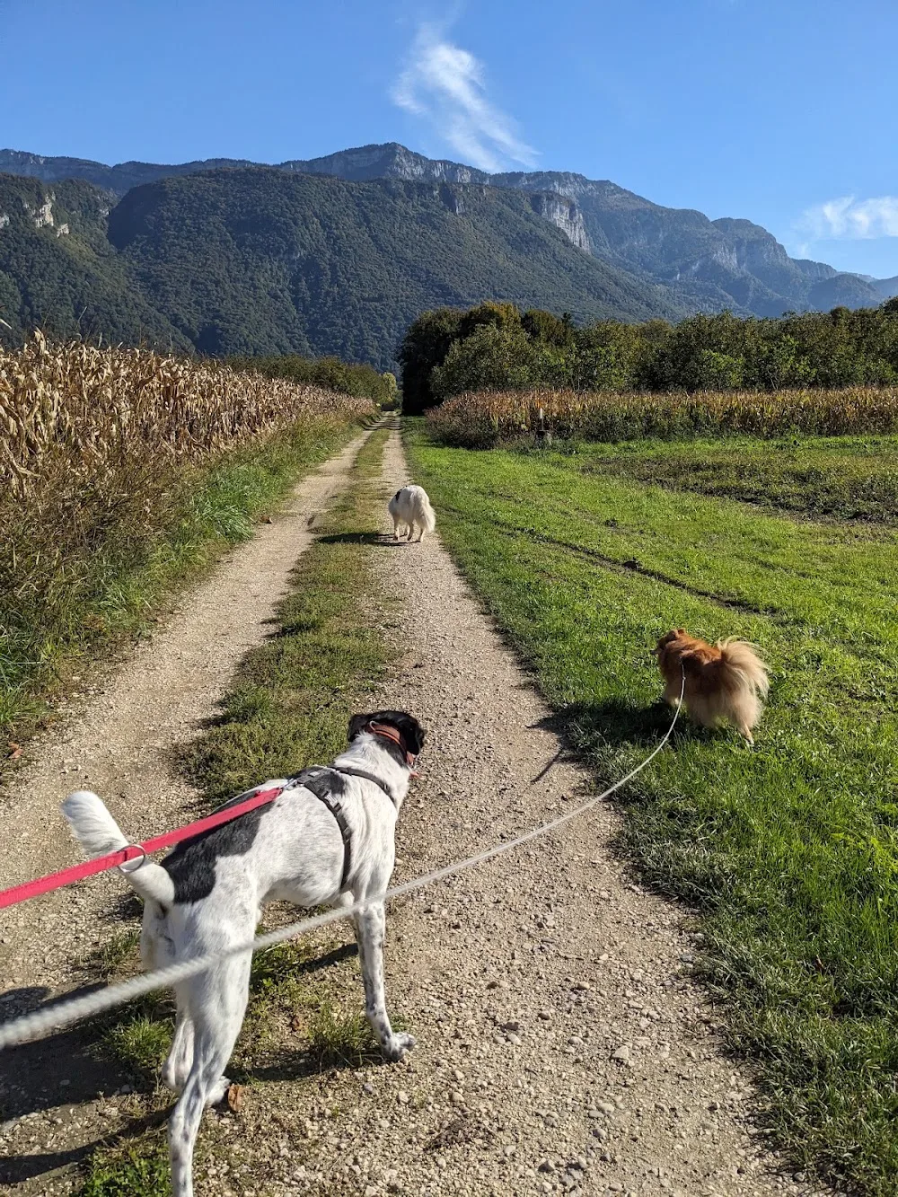 Pension canine familiale Tullins, 4 pattes en famille - Isère pet otel görseli 2