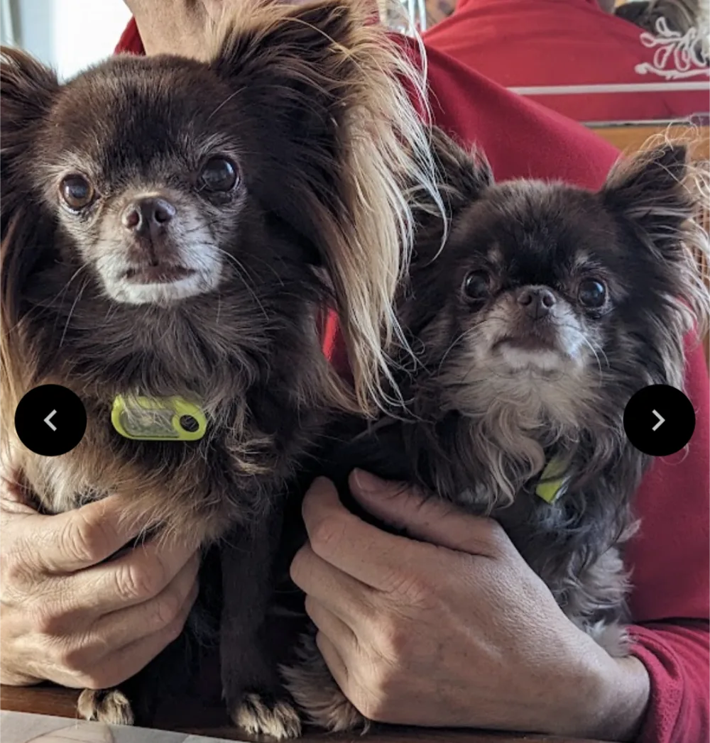 Pension canine familiale Tullins, 4 pattes en famille - Isère pet otel görseli 3
