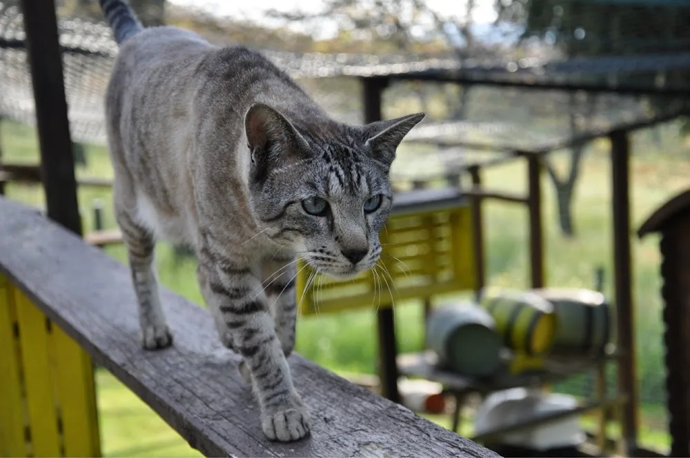 PENSION POUR CHAT LA FELINIERE - Isère pet otel