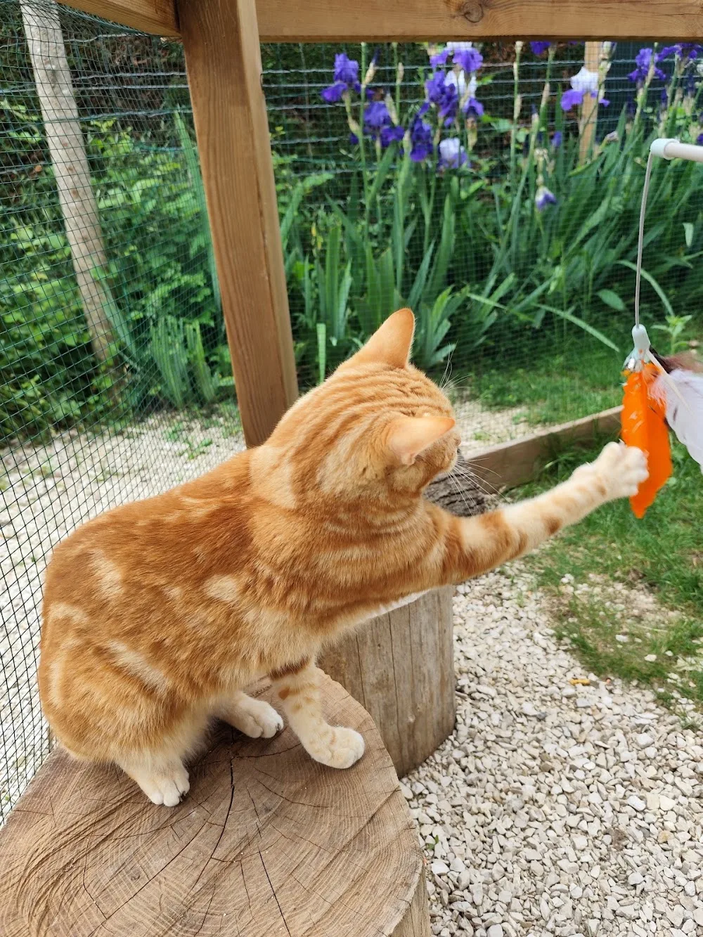 Plan Minou - Isère pet otel görseli 3