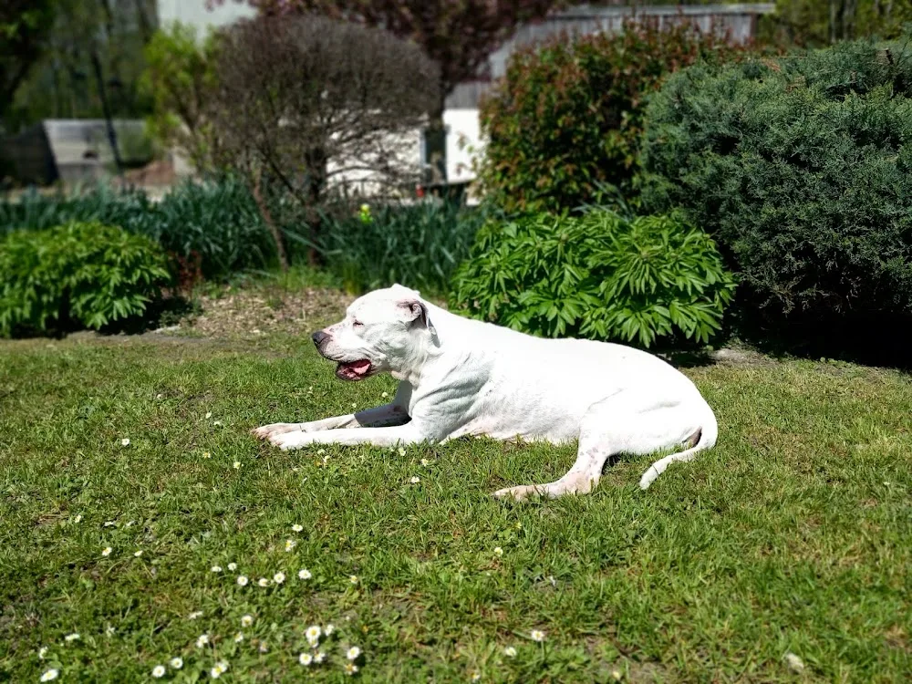 RécréaDog 2 - Isère pet otel görseli 3