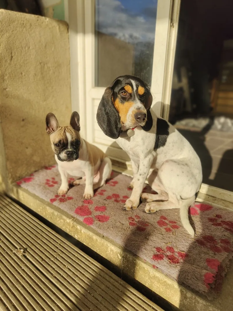 RécréaDog 2 - Isère pet otel görseli 6