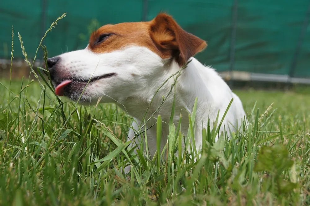 Une Vie de Chien:Pensions Chiens et Chats - Isère pet otel görseli 7