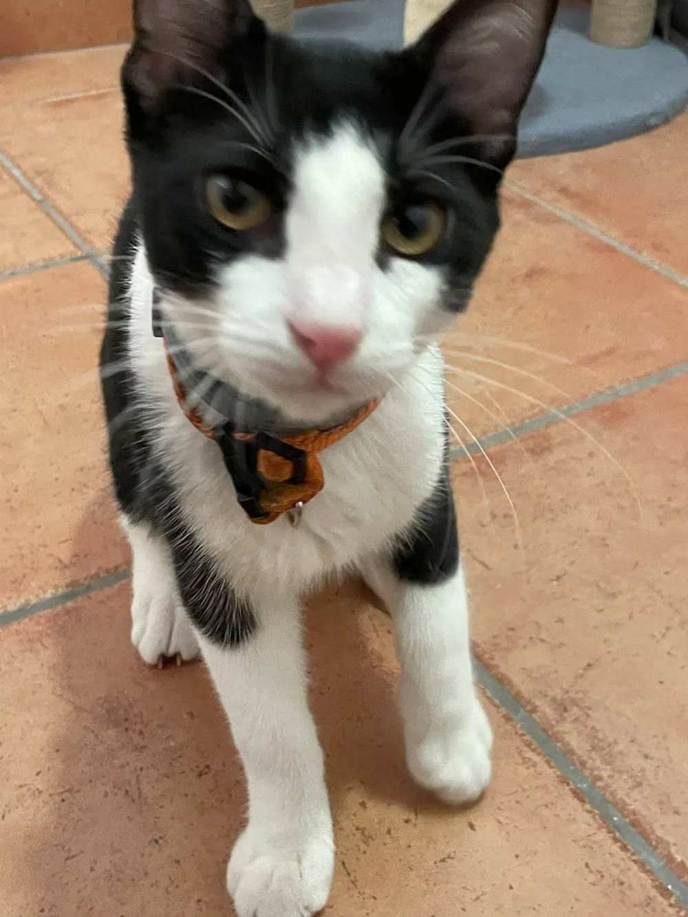 Miau Cat Hotel - Islas Baleares pet otel görseli 3