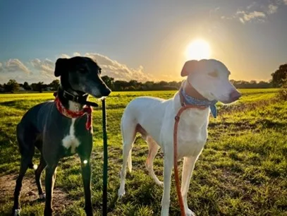 Animals at Home Isle of Wight Sandown - Isle of Wight pet otel görseli 3
