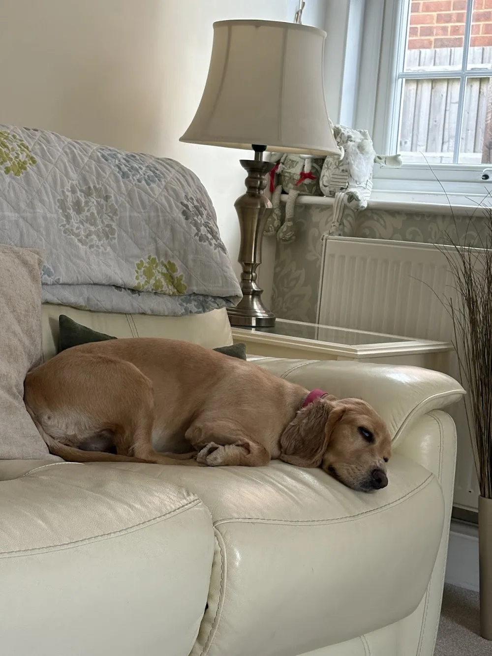 Hounds of Holly - Isle of Wight pet otel görseli 3