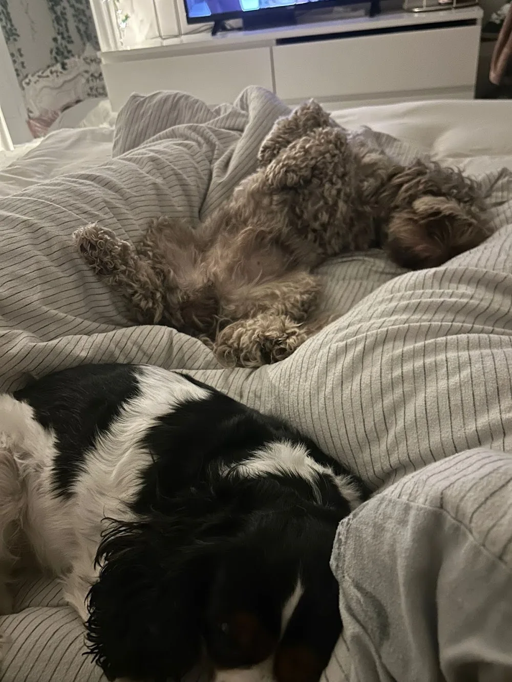 Paws&pillows - Islington pet otel görseli 3