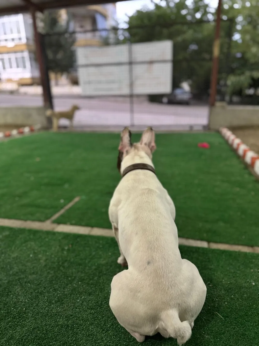 ISPARTA MİLA PET OTEL- PET KUAFÖR - Isparta pet otel görseli 2