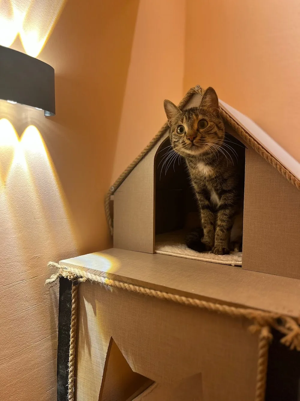 İSTANBUL KEDİ OTELİ | Kedi Pansiyonu - Istanbul pet otel görseli 3