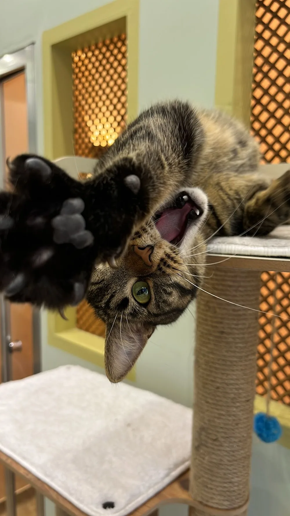 İSTANBUL KEDİ OTELİ | Kedi Pansiyonu - Istanbul pet otel görseli 18
