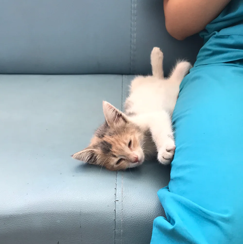 İstanbul Kedi Pansiyon - Istanbul pet otel görseli 11
