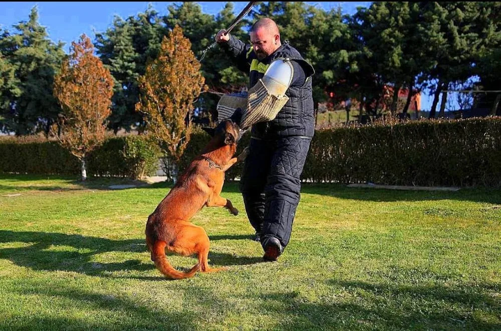 İstanbul Köpek Oteli & Eğitim Tesisi | KöpekOtelim.Com | Eğitmen Taner Çene - Istanbul pet otel görseli 3