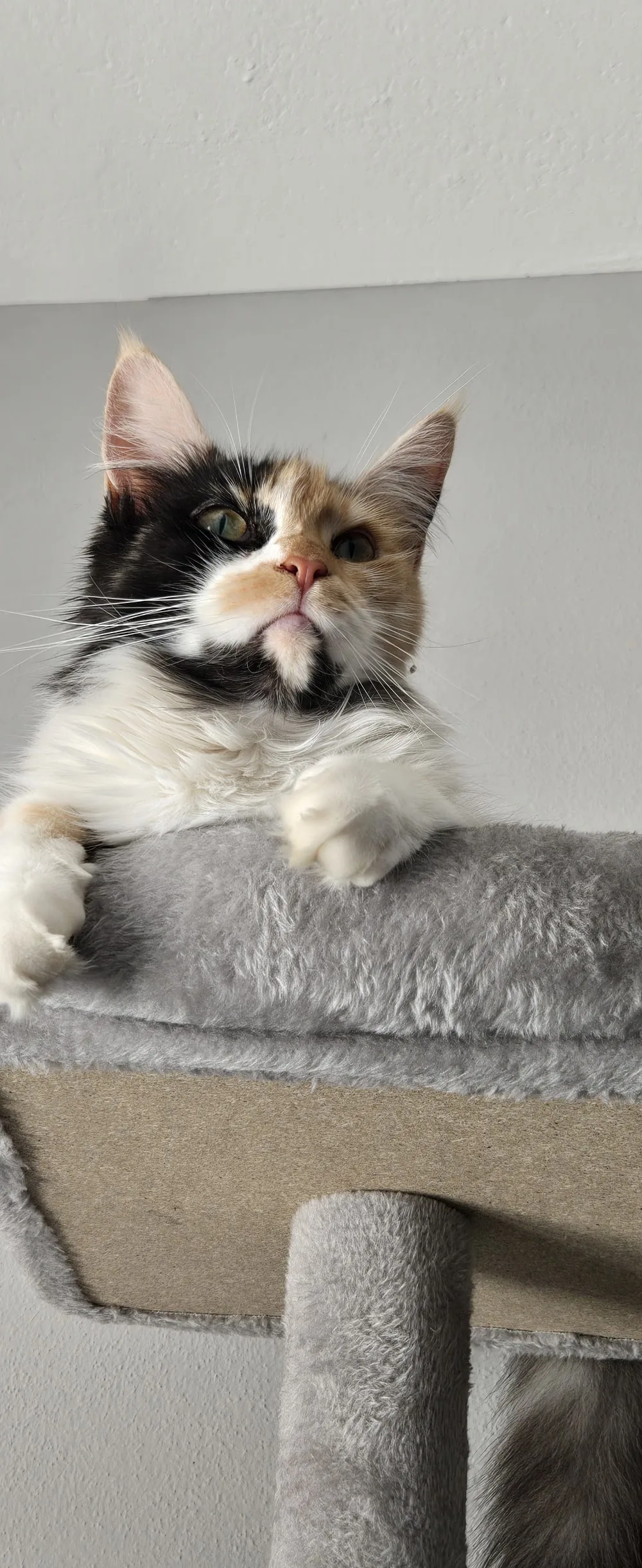 Amori Felini il Maine Coon - Verona pet otel görseli 3