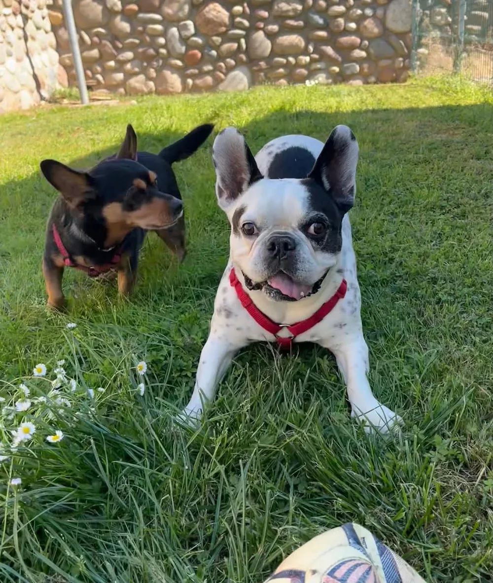 Il Custode Delle Muraglie - Verona pet otel görseli 3