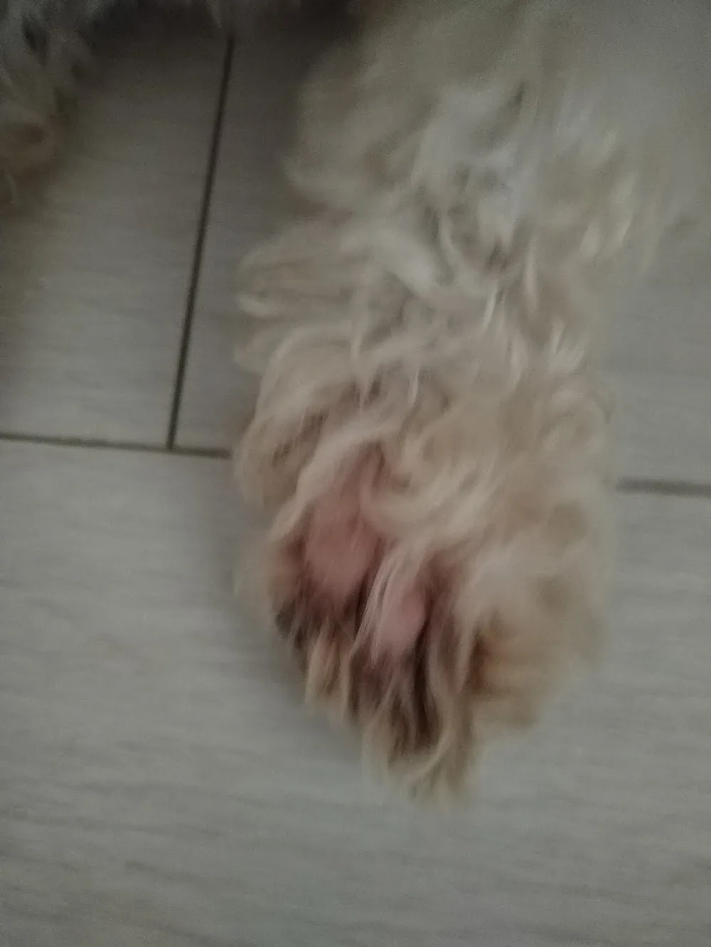 La Pensione dei Cani - Verona pet otel