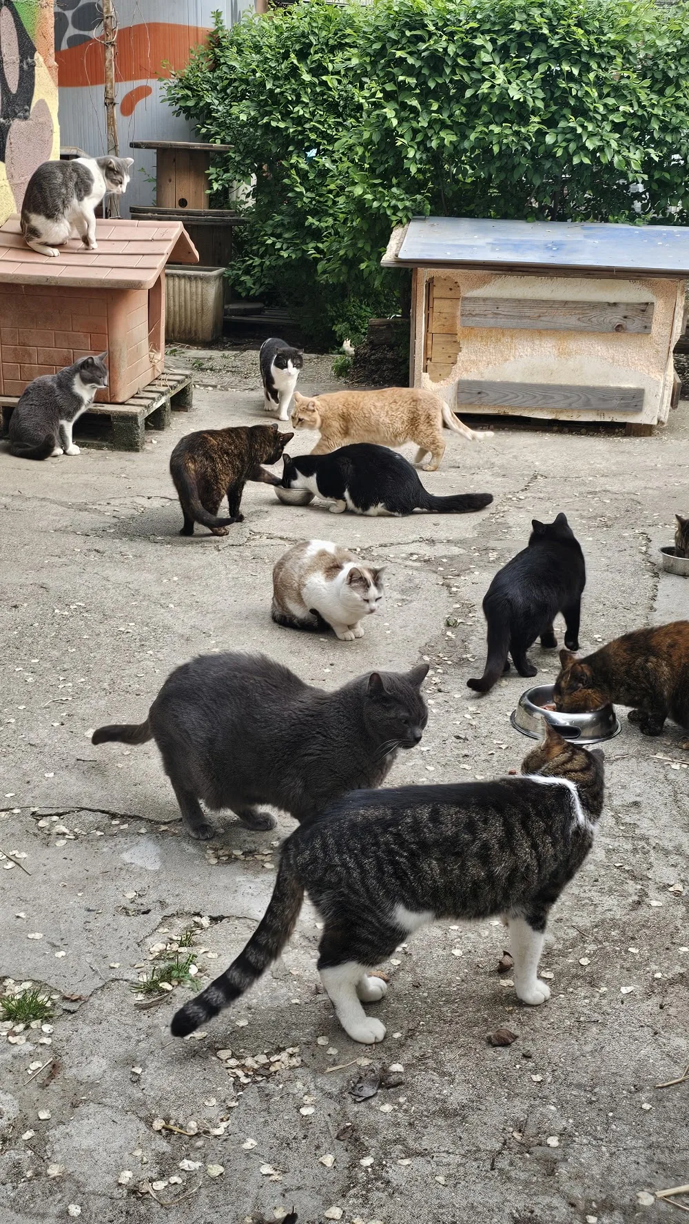 Mattamiao gattile - Verona pet otel