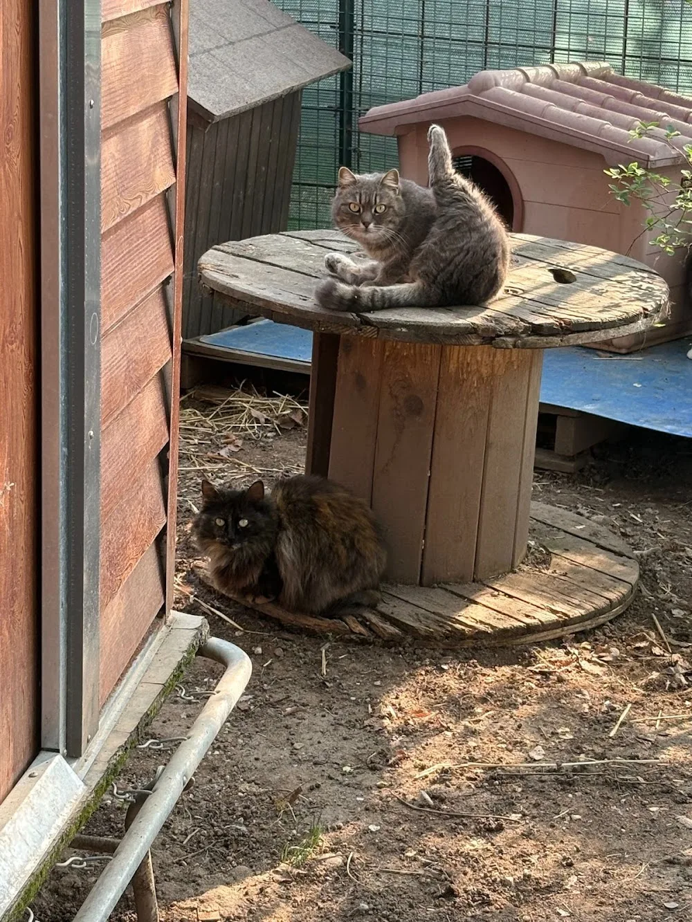 Mattamiao gattile - Verona pet otel görseli 3