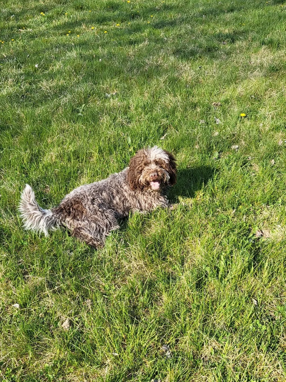 N.A.I.C. Pensione Per Cani - Verona pet otel