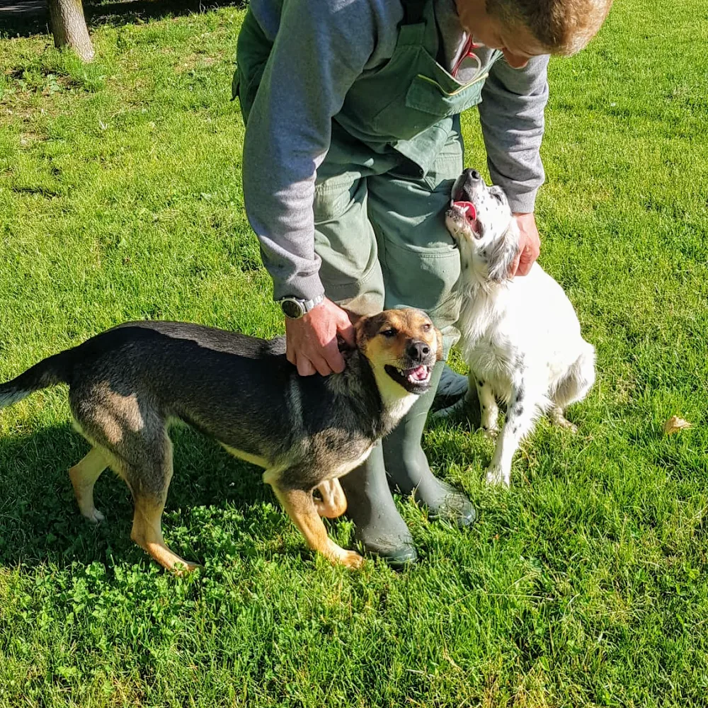 N.A.I.C. Pensione Per Cani - Verona pet otel görseli 4