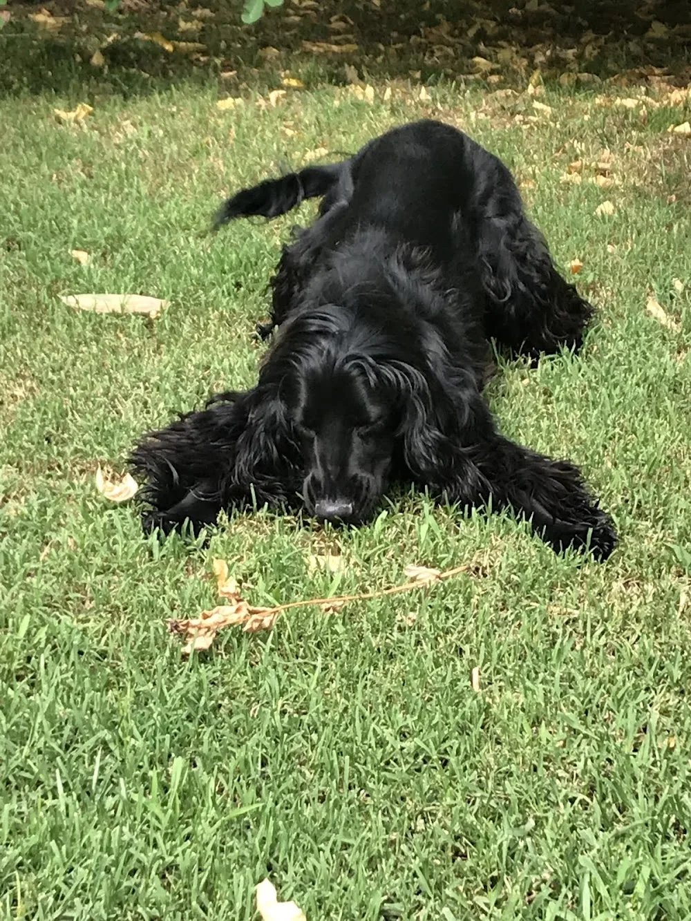Pensione per cani DOLCE VITA - Verona pet otel görseli 3