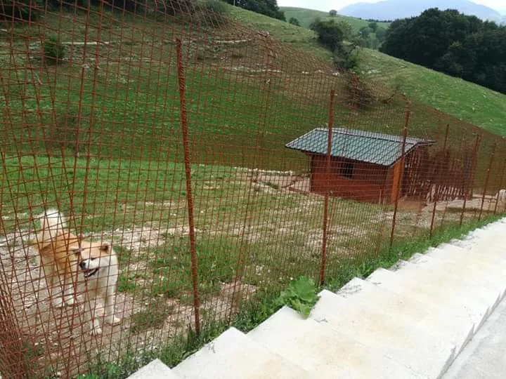 Stato Brado - centro cinofilo - Verona pet otel görseli 3