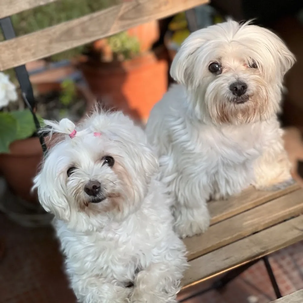 Verona Pet Care - Family Dog Sitter - Roofus - Verona pet otel