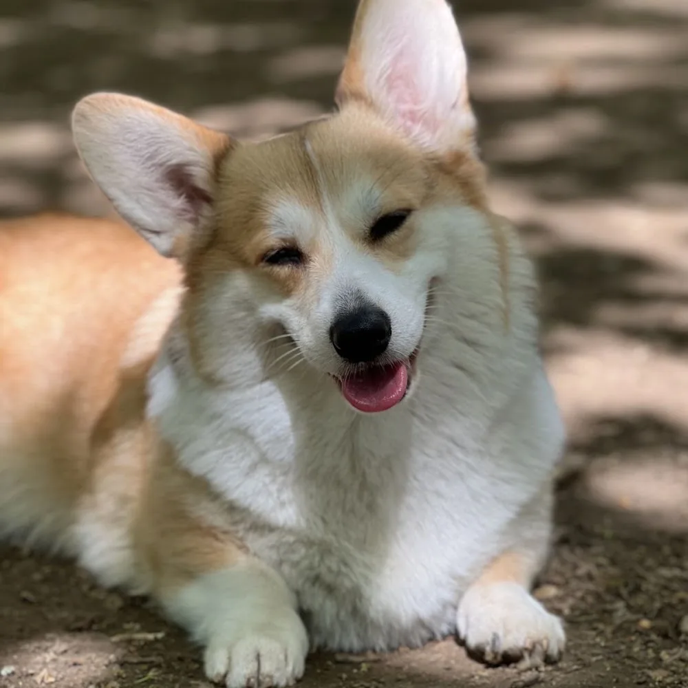 Verona Pet Care - Family Dog Sitter - Roofus - Verona pet otel görseli 3