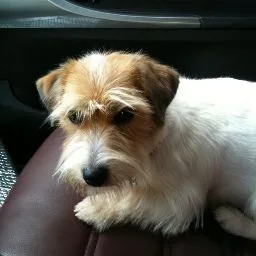 Verona Pet Care - Family Dog Sitter - Roofus - Verona pet otel görseli 4