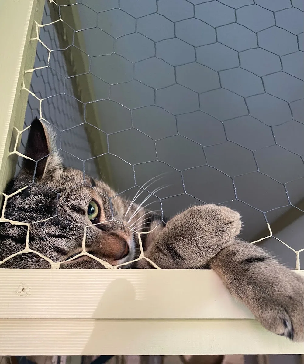 Borgo Felino Pensione per gatti - Italy pet otel görseli 3