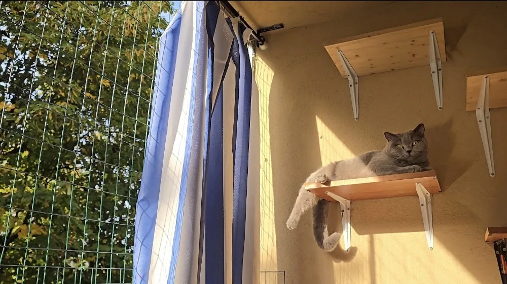Cat sitter a Milano | pensione casalinga per gatti - Italy pet otel