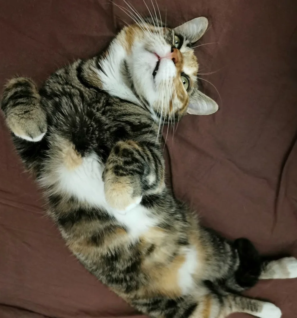 Cat sitter a Milano | pensione casalinga per gatti - Italy pet otel görseli 3