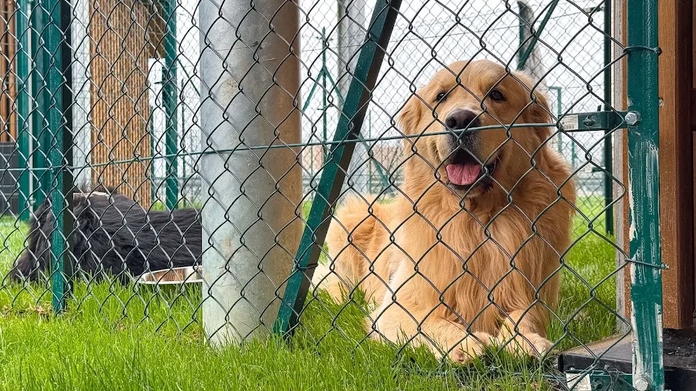 Dog Relais: Airport Resort & Daycare - Italy pet otel görseli 3