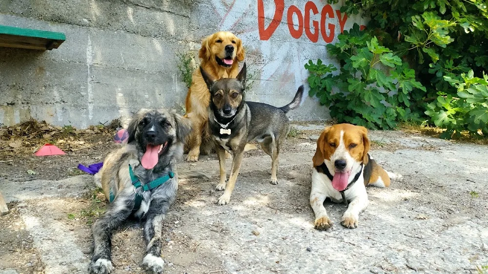 Doggy Ranch - Italy pet otel görseli 2