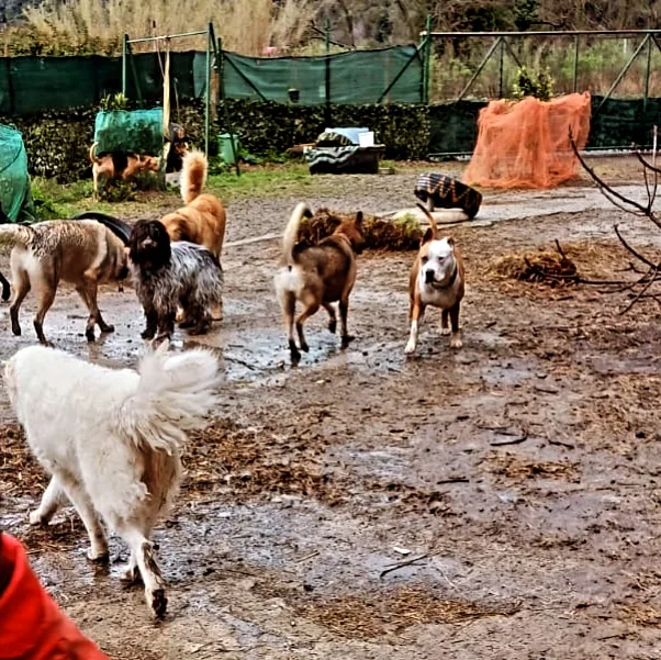 Doggy Ranch - Italy pet otel görseli 3