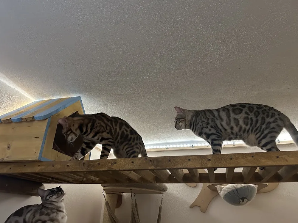 Domus Gattu – Villeggiatura felina con lodges privati | Hotel & Pensione per gatti - Italy pet otel görseli 3