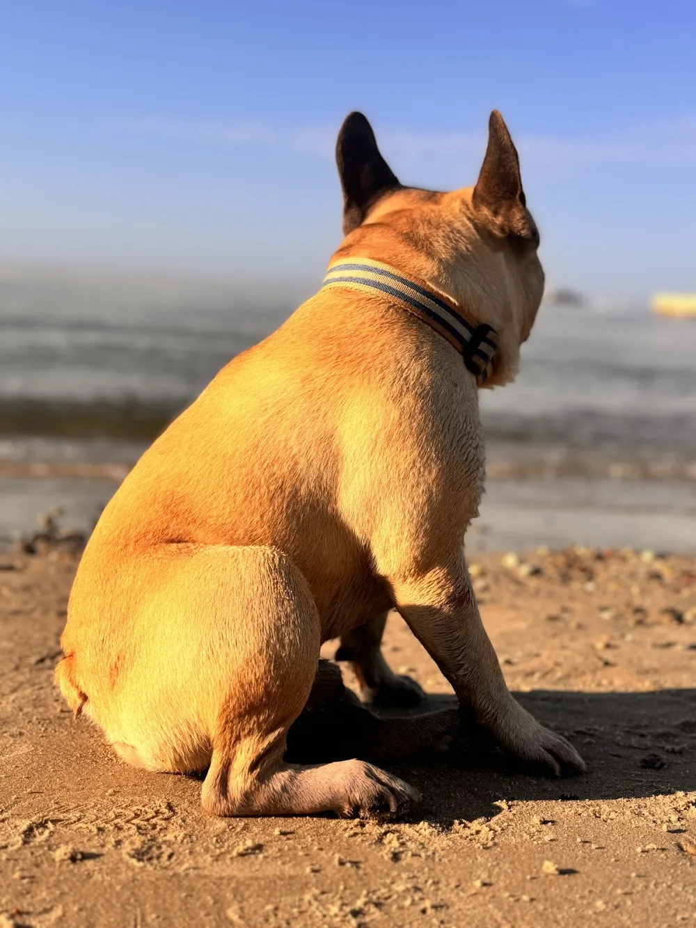 ElysDog Hotel - Pensione per cani - Italy pet otel görseli 2