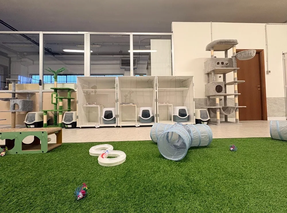 Gattacielo - pensione per gatti senza gabbie - Italy pet otel
