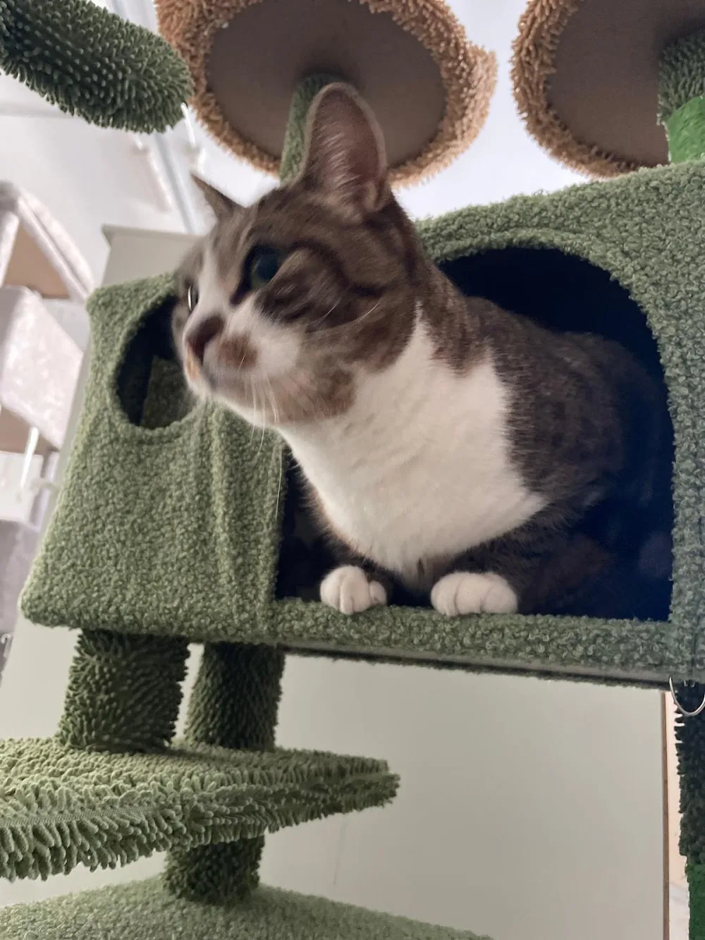 Gattacielo - pensione per gatti senza gabbie - Italy pet otel görseli 3