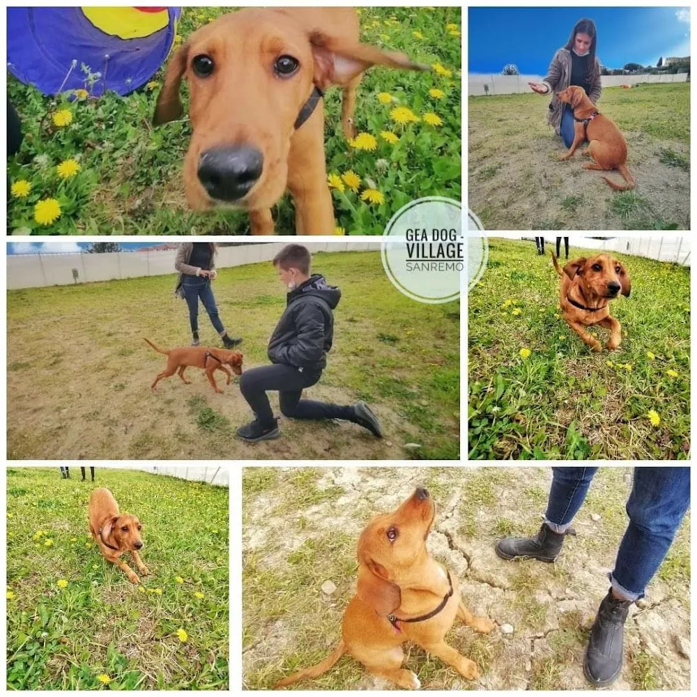 Gea Dog-Village - Italy pet otel görseli 3