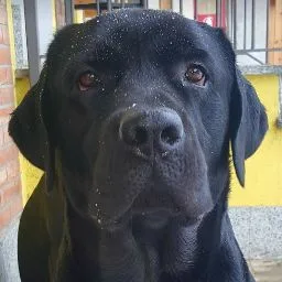 GRAGLIA - Pensione per Cani e Gatti - Italy pet otel görseli 4