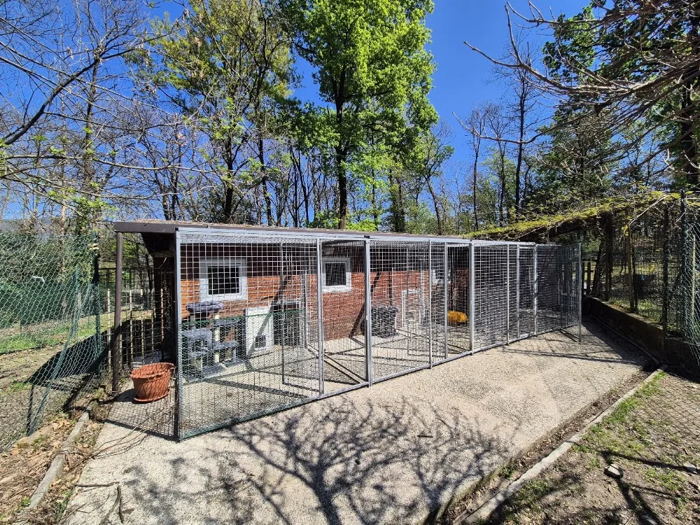 Il gatto verde pensione per gatti - Italy pet otel